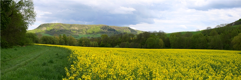 Rape field, Jena