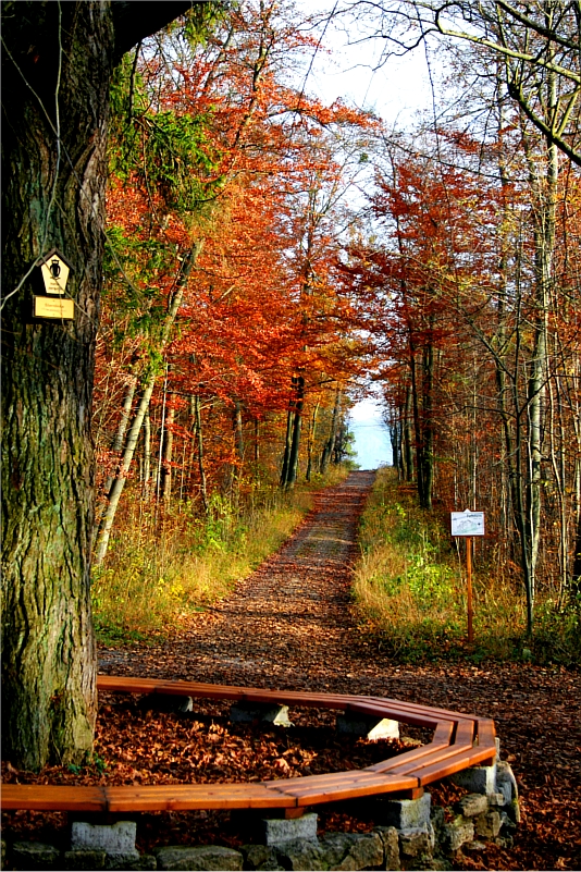 Autumn in Jena