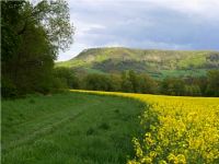 Rape field, Jena