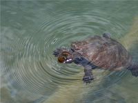 Turtle in lake Eacham