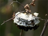 bees building home