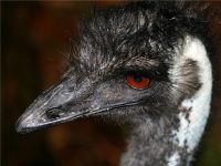 Australian Zoo - Emu