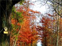 Autumn in Jena